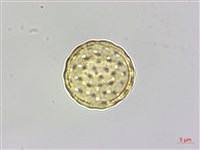 臭杏、土荊芥藏品圖，第2張