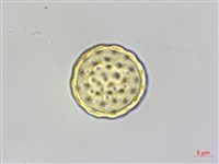 臭杏、土荊芥藏品圖，第3張