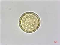 臭杏、土荊芥藏品圖，第4張