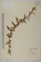 臭杏、土荊芥藏品圖，第1張