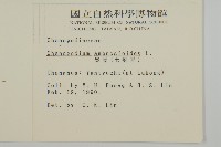 臭杏、土荊芥藏品圖，第2張