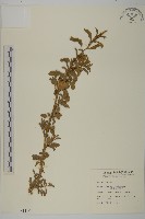 臭杏、土荊芥藏品圖，第1張