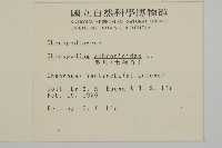 臭杏、土荊芥藏品圖，第2張