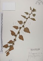 番杏藏品圖，第1張