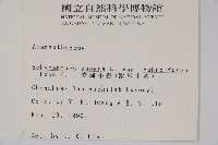 紫莖牛膝、台灣牛膝藏品圖，第2張