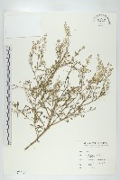 獨行菜藏品圖，第1張