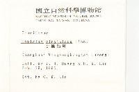 獨行菜藏品圖，第2張