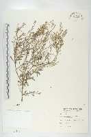 獨行菜藏品圖，第1張