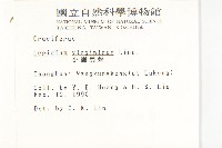 獨行菜藏品圖，第2張