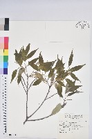 琉璃繁縷藏品圖，第1張