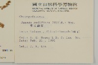 裸花鹼蓬藏品圖，第2張