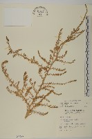 裸花鹼蓬藏品圖，第1張