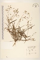 兔仔菜藏品圖，第1張