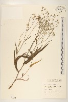 兔仔菜藏品圖，第1張