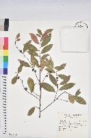 蒺藜草藏品圖，第1張