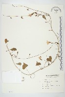 野牽牛藏品圖，第1張