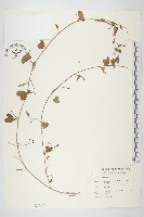 野牽牛藏品圖，第1張