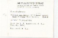 馬鞍藤藏品圖，第2張