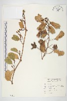 馬鞍藤藏品圖，第1張