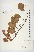 馬鞍藤藏品圖，第1張