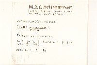 長柄菊藏品圖，第2張