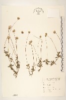 長柄菊藏品圖，第1張