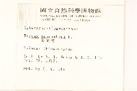 長柄菊藏品圖，第2張