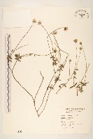 長柄菊藏品圖，第1張