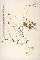 長柄菊藏品圖，第1張