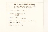 長柄菊藏品圖，第2張