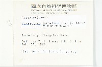 盒果藤藏品圖，第2張