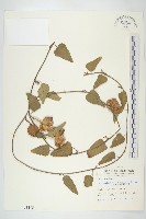 盒果藤藏品圖，第1張