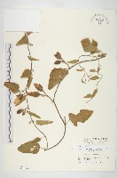 盒果藤藏品圖，第1張