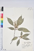 盒果藤藏品圖，第3張