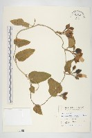 盒果藤藏品圖，第1張