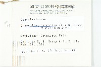 盒果藤藏品圖，第2張