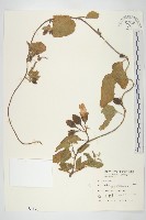 盒果藤藏品圖，第1張