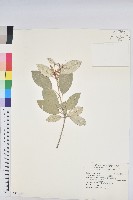 蒺藜藏品圖，第1張