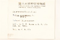 長柄菊藏品圖，第2張