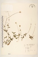 長柄菊藏品圖，第1張