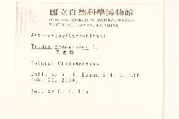 長柄菊藏品圖，第2張