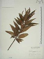 密花苧麻、木苧麻藏品圖，第1張
