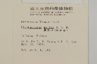 地膽草、毛蓮菜藏品圖，第2張