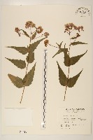 琉球澤蘭藏品圖，第1張