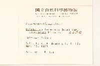 琉球澤蘭藏品圖，第2張