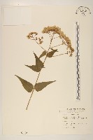 琉球澤蘭藏品圖，第1張