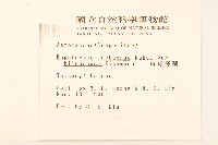 琉球澤蘭藏品圖，第2張