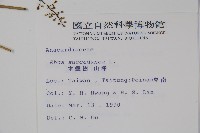 木蠟樹、山漆藏品圖，第2張