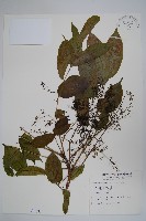 木蠟樹、山漆藏品圖，第1張