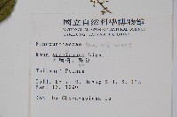 木蠟樹、山漆藏品圖，第2張